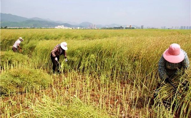 農村的秸稈稻草，棉花桿，廢舊木材花生殼，都是農業(yè)垃圾，在過去這些東西沒有人稀罕，到處亂扔，影響了農村的面貌