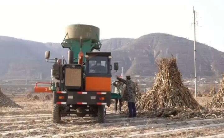近日，走進曲子鎮(zhèn)孟家寨村，工人們正駕駛農(nóng)機將秸稈打包回收，袁歲寶跟在機器后面細細數(shù)著自家玉米地剛剛打包完成的草包。